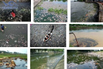 Báo động ô nhiễm nguồn nước nghiêm trọng tại Việt Nam